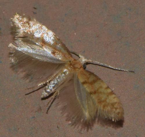 Argyresthia reticulata